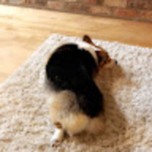 Meet your Posher, Molly